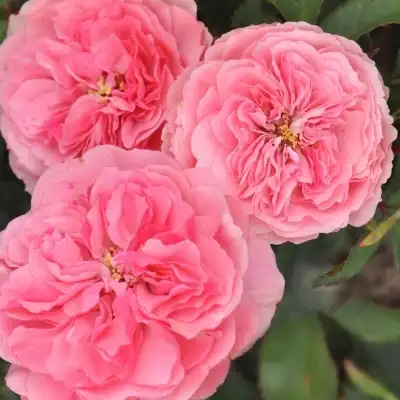Trandafiri Floribunda - Trandafiri - Allure™ - 